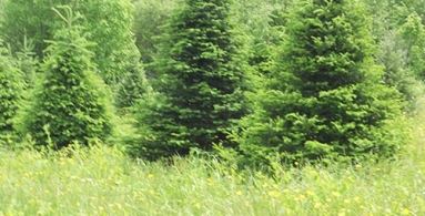 Balsam Trees grown in Maine