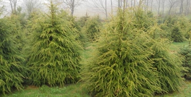 Fir Trees grown in Maine